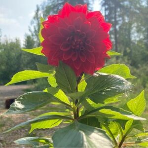 Meet your Posher, Jocelyn